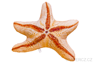 Hvězdice mořská plyšová  50cm